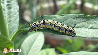 樺斑蝶（Danaus chrysippus）的幼蟲