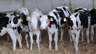 Calf Rearing - Farm Innovation Visits - Tilburg, NL 18/3/19