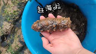 趕海赴大潮，一波三折收獲奇珍！海參八爪魚都有了，還有多肉一大堆！ #赶海 #海螺岛 #现捞现吃 #海鲜 #大潮赶海