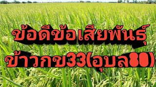 ข้อดีข้อเสียกข33(หอมอุบล80)