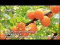 luo hua man di han xiao qian 落花滿地 韓小欠 dj版 lirik u0026 terjemahan sub indo