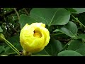 indian tulip tree portia tree flower.