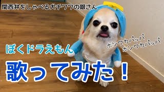 【関西弁をしゃべる犬】こんにちは僕チワワの銀さんです　ドラ○えモンの替え歌歌ってみた【おしゃべりペット】