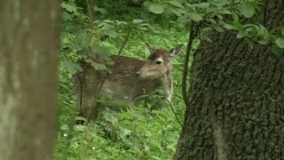 Północny eko pomocnik. W mieście jak w lesie. odc 1. Las w mieście czy miasto w lesie