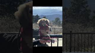 愛犬と初めての高尾山登山 #shorts #dog #犬 #ダックス #登山 #ハイキング #ペット