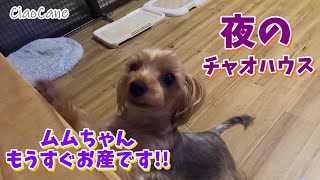 お産間近!!夜のチャオハウスの様子【ヨークシャーテリア専門犬舎チャオカーネ】