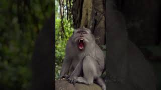 Monkey Yawning on top of a forest rock #nature #monkey #wildlife #yawn #forest #jungle #rock HA92401