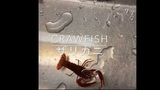 ザリガニの餌やり　Feeding crawfish