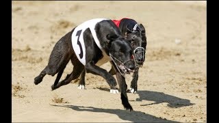 Race in desert #1 | greyhound race 2018 | dog racing | Race in Pakistan