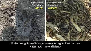 Conservation agriculture for efficient water use