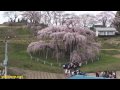 1000 Year Old Cherry Blossom Tree in Japan - Miharu Takizakura 三春瀧桜