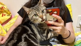 YouTubeを見る妹に嫉妬して強引に甘えて嫌がらせしてしまった猫ｗ