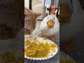 cat vs duck eating competition funny