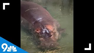 New video of baby hippo swimming with mom