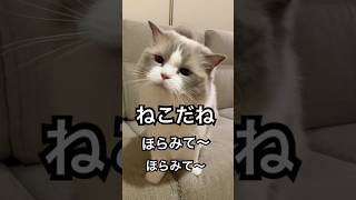 ほらみて、ねこだね　かわいいラグドール