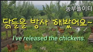 방사해서 닭을 건강하게 키우는거죠. 건강한 토종닭,촌닭을 방사해봤어요~ I've released the chickens.