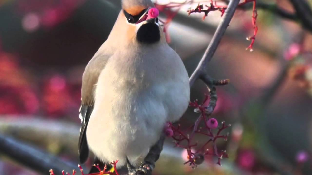 The Wonderful World Of Birds - YouTube