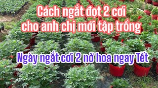 Cách ngắt  và ngày ngắt vạn thọ 2 cơi (ngắt đọt lần 2)