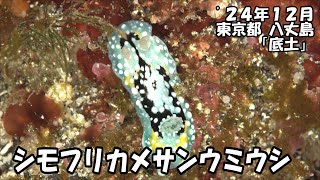 シモフリカメサンウミウシ（’２４年１２月　東京都　八丈島　底土）