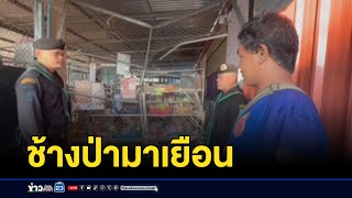 ช้างป่าบุกร้านค้า รื้อข้าวของพังยับ l ตลาดข่าว - ข่าวเช้าเวิร์คพอยท์ l 19 พ.ย.67