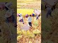 Ide Cerdas Sederhana Teknik Panen Padi Dengan Cara Petani Tradisional #shorts