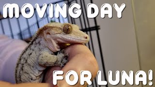 Luna the Crested Gecko gets an upgrade!