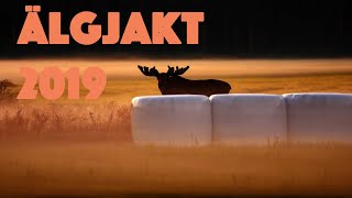 MOOSE HUNTING - Älgjakt 2019