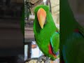 ハ～ナちゃん♪【eclectus parrot】オオハナインコのハナちゃん shorts 鳥 インコ