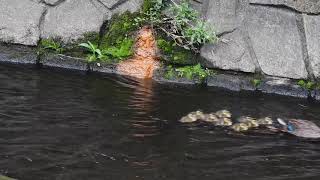 （早送りではありません）カルガモ親子の高速引越し