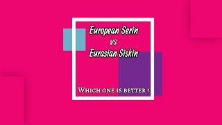 Review / European serin vs.Eurasian siskin / Which one is better? (HD)