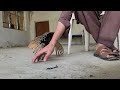 black francolin full fun kala teetar ki masti