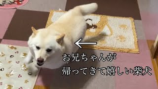 お兄ちゃんがストーブで暖まっているとゆっくりと登場してきて撫でてもらおうと一緒に暖をとり始める柴犬