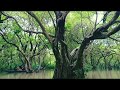 Ratargul Swamp Forest Vlog x Hawayein | Sylhet | Tanvir Ahmed Jishan