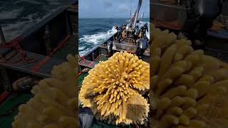 GIANT SEA SPONGE caught by fishermen🌊🧽