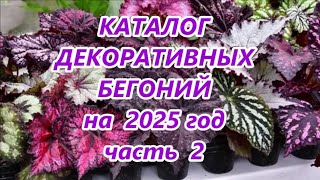 КАТАЛОГ ДЕКОРАТИВНЫХ БЕГОНИЙ 🌺 на 2025 год 🌺 часть 2