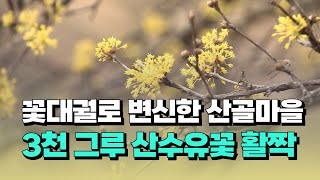 [자막뉴스] 꽃대궐로 변신한 산골마을... 3천 그루 산수유꽃 활짝