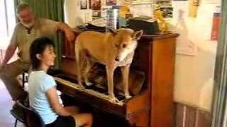 Dinky the Dingo Plays the Piano and Sings