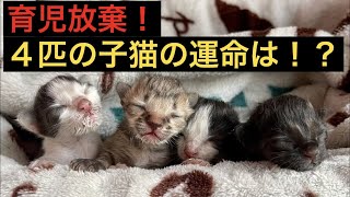 【ネグレクト】育児放棄された子猫たち