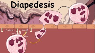 Diapedesis : Extravasation of Neutrophils ( Innate immunity)