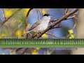 blackcap song u0026 calls the sounds of a eurasian blackcap singing in andalucia spain