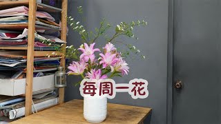 【大叔說花】每周一花93重瓣百合、小手球家庭生活居家花瓶插花