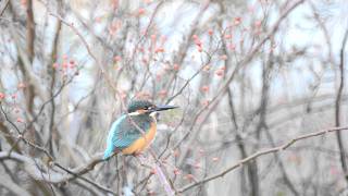 昭和記念公園閉園アナウンス と、カワセミ