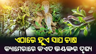 ଏଠାରେ ହୁଏ ସାପଚାଷ | ଗଛରେ ଓହଳି ରହିଥାନ୍ତି ଲକ୍ଷ-ଲକ୍ଷ ସାପ | ଭିଡିଓ ଦେଖିଲେ ଡରିଯିବେ | Dong Tam Snake Farm |