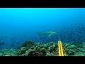 Panah Ikan Dan Melihat Proses Awal Pembuatan Perahu Pinisi | spearfishing Indonesia