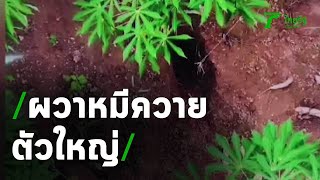 ผวาพบหมีควายตัวใหญ่ | 10-09-63 | ข่าวเที่ยงไทยรัฐ