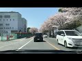 栃木県鹿沼市　サクラ