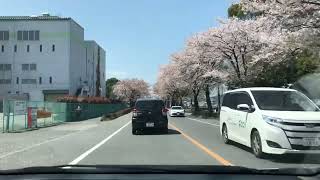 栃木県鹿沼市　サクラ