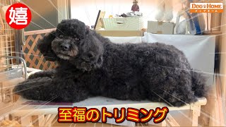 おしゃべりトリマー：【アメリカンコッカースパニエル+トイプードル】一回り大きくなった～・犬の幸せが１番【いっとうくんのシャンプー編】　୨୧∵トリミング サロン DOG HOME ドッグホーム∵୨୧