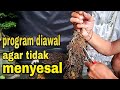 Cara Mudah Program Akar Bonsai Hasil Budidaya