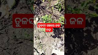 #ସାଧୁବାଣି#ତୁଳସୀ ଗଛ#viral#ଆଜିର ଅନୁଚିନ୍ତା#jitu das